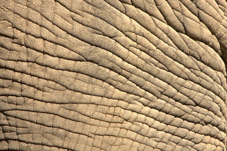 close up view of the face and trunk of an elephant