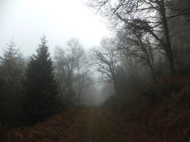 a foggy trail in the woods with trees