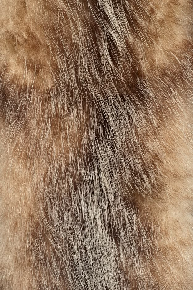 the fur is brown and white in color