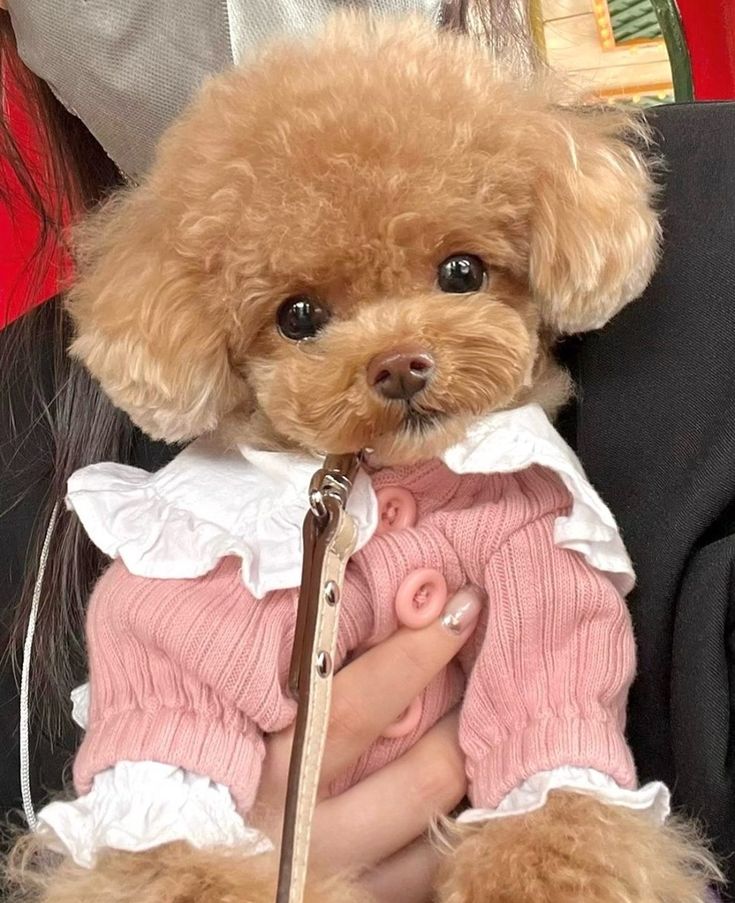 a small brown dog wearing a pink sweater