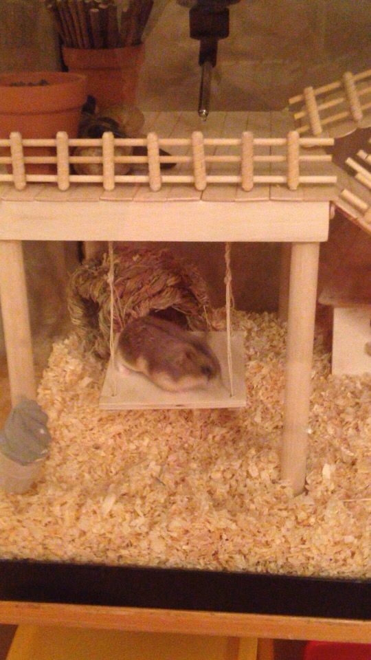 a hamster is sitting in its cage on top of some wood planks and sand