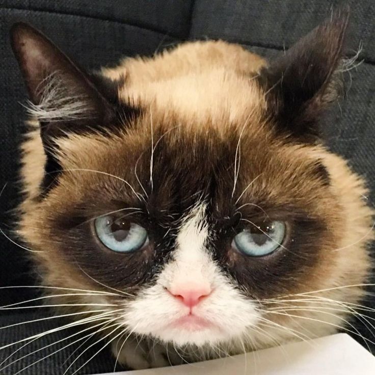 a siamese cat with blue eyes sitting on a couch looking up at the camera