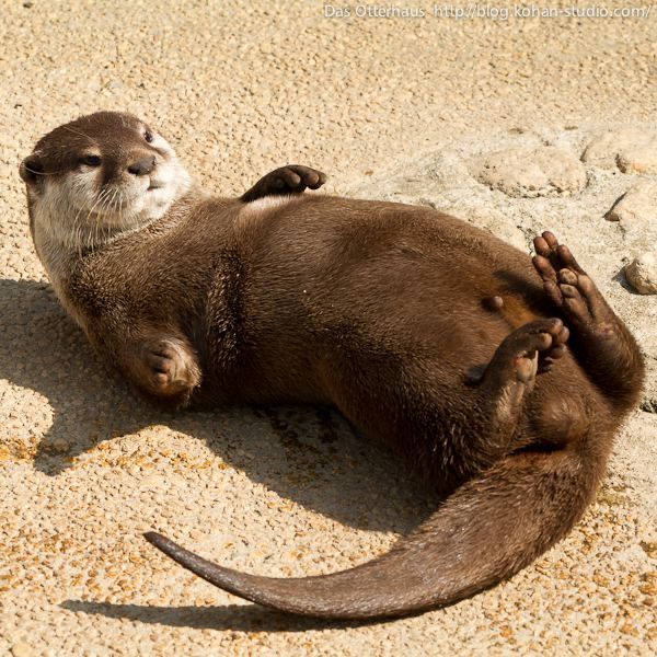 an animal that is laying down on the ground with it's hands in its mouth