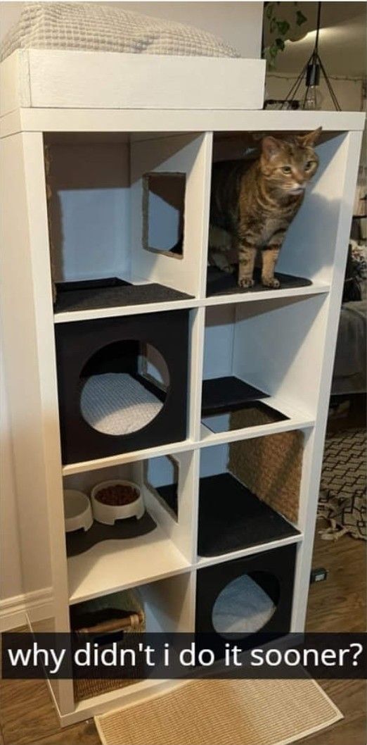 a cat sitting on top of a white book shelf filled with black and grey shelves