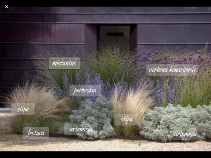 the names of different types of plants in front of a black building with purple flowers