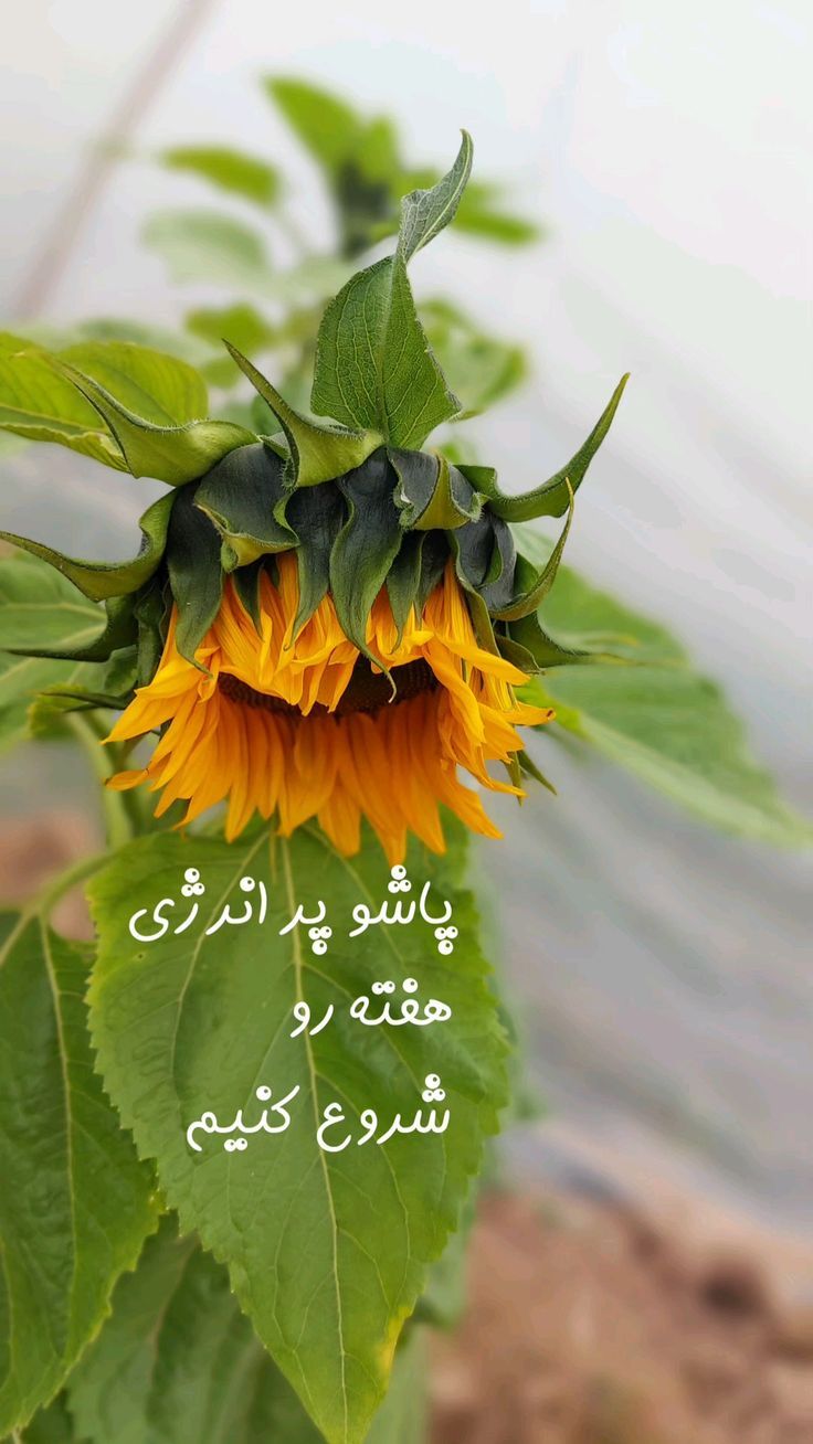 an image of a sunflower with the words in arabic on it's petals