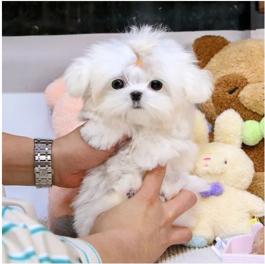 a person holding a small white dog next to stuffed animals and teddy bear toy bears