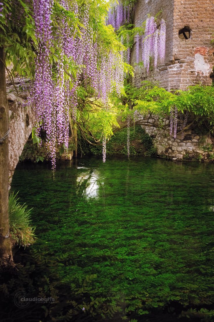 the water is full of green algae and purple wisters hanging from it's ceiling