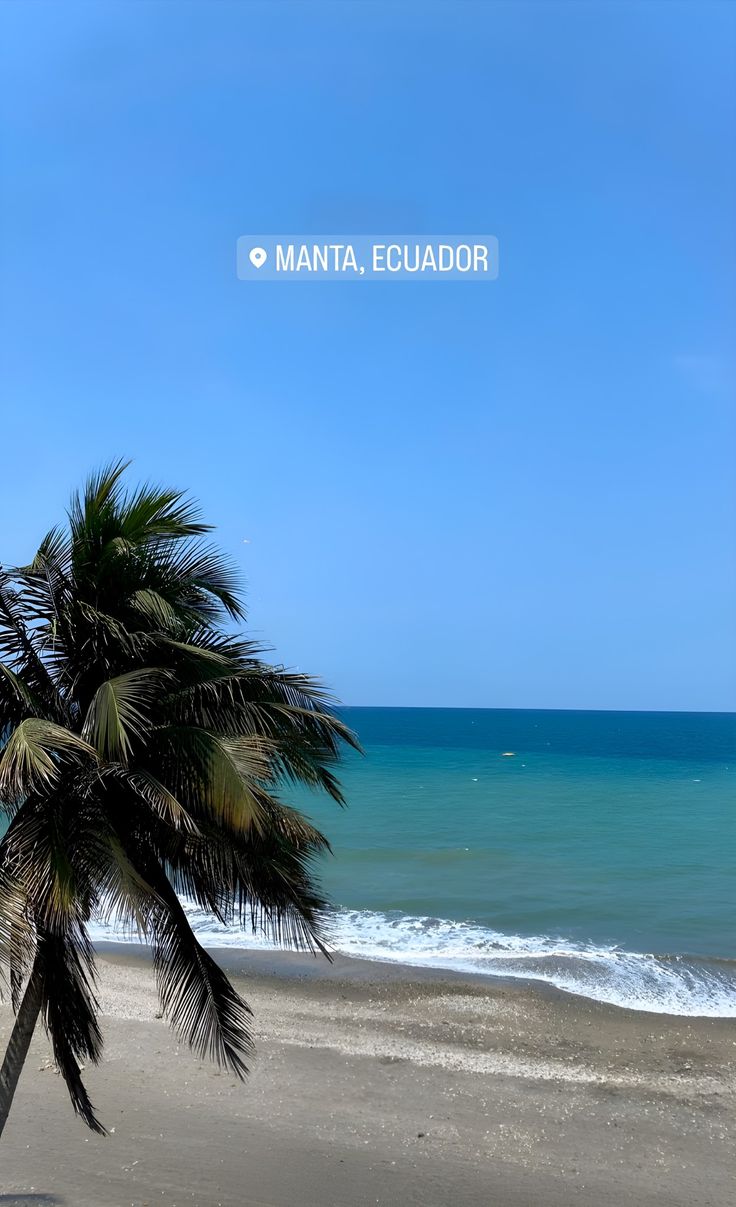 a palm tree is on the beach near the ocean