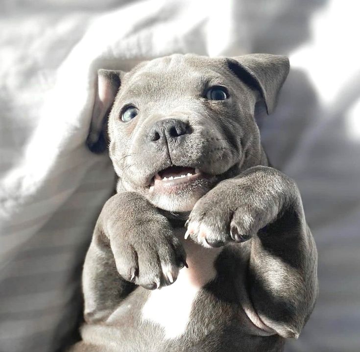 a gray and white dog laying on its back with it's paws in the air