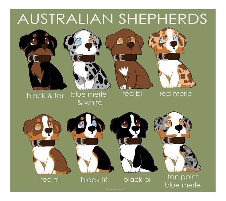 the different breeds of australian shepherds are shown in this poster, which includes black and white puppies