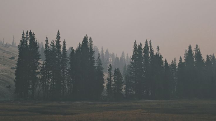 trees are in the foreground, and fog is in the background on a hazy day