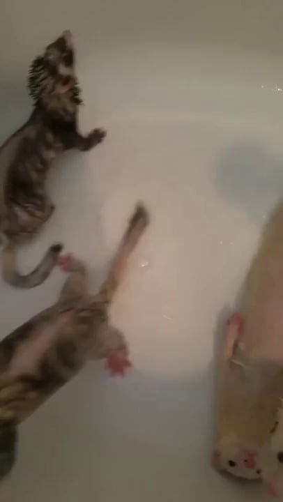 three cats playing in a bathtub with one cat looking at the camera while the other looks up