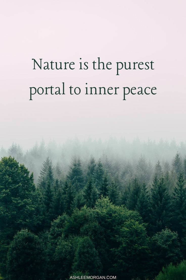 trees with the words nature is the purest portal to inner peace