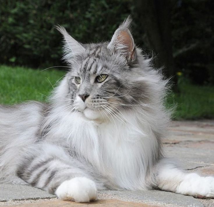 a grey and white cat laying on the ground