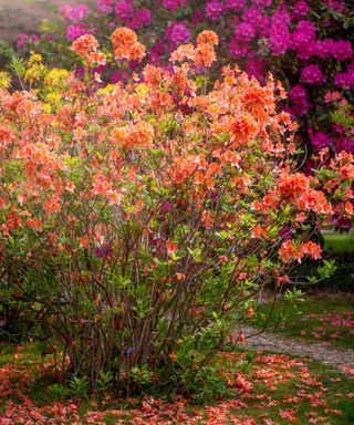 an orange and pink bush with lots of flowers in the background