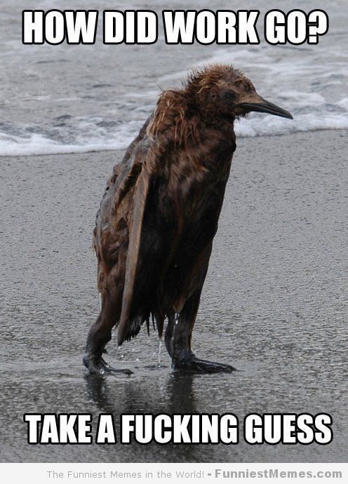 an image of a bird on the beach with caption that reads how did work go?