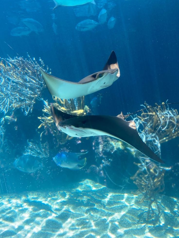 two large fish swimming in an aquarium with lots of corals and other marine life