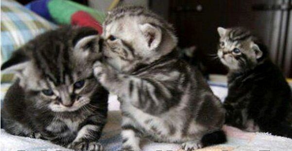 three kittens are playing with each other on the bed