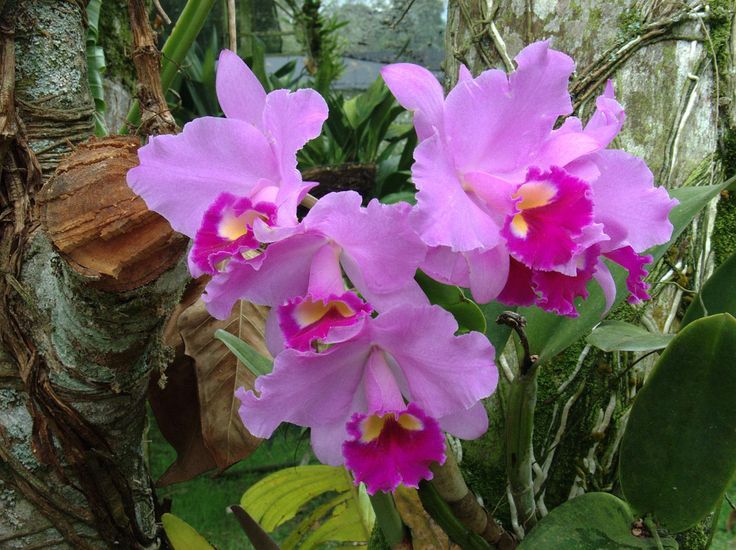 purple flowers are blooming in the garden