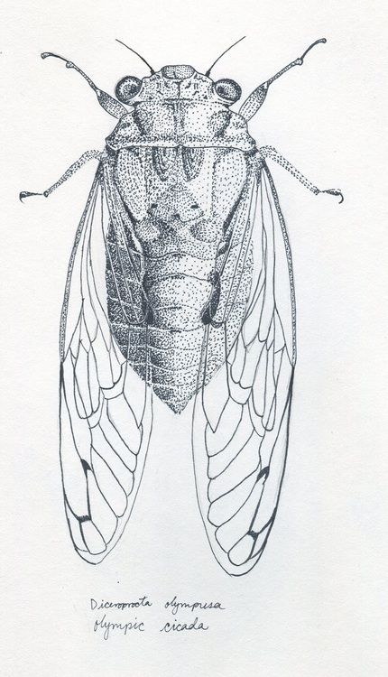 a drawing of a bug with long antennae