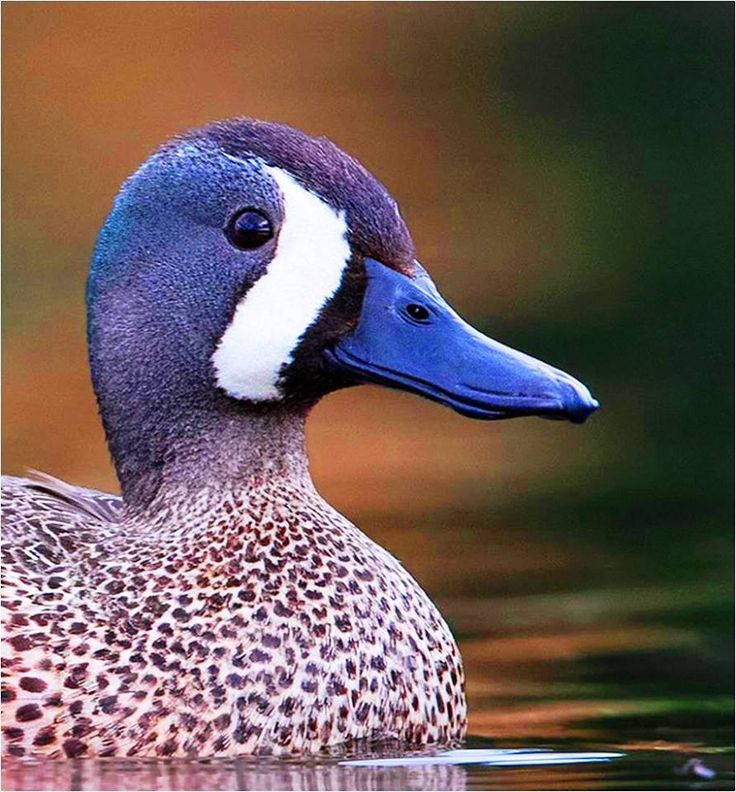 a close up of a duck in the water