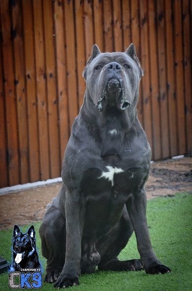 a large black dog sitting on top of a lush green field