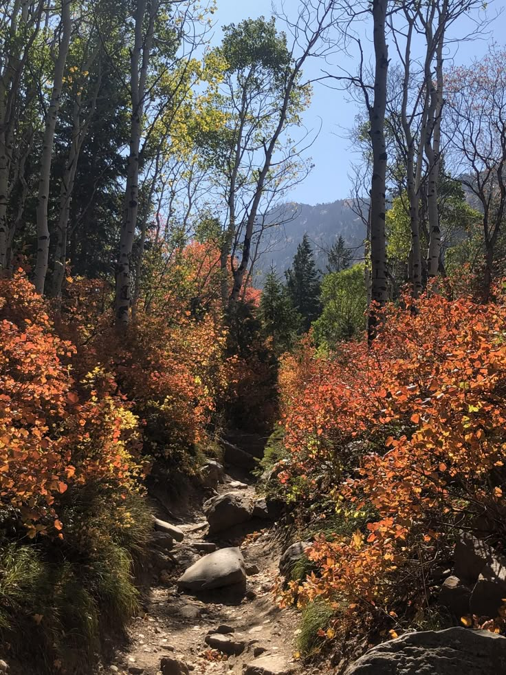 a trail in the woods with rocks and trees