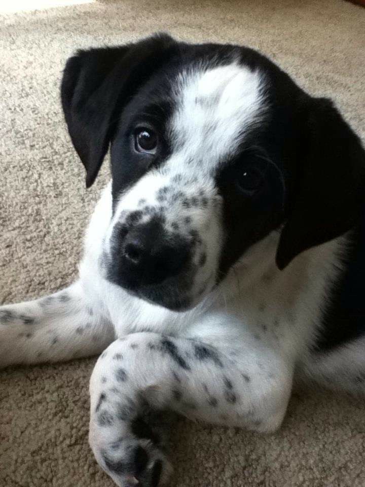 a black and white dog laying on the floor