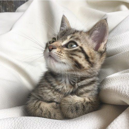 a small kitten laying on top of a white bed sheet with its eyes open and looking up