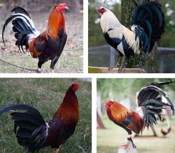 four different pictures of roosters standing in the grass and on the ground with trees