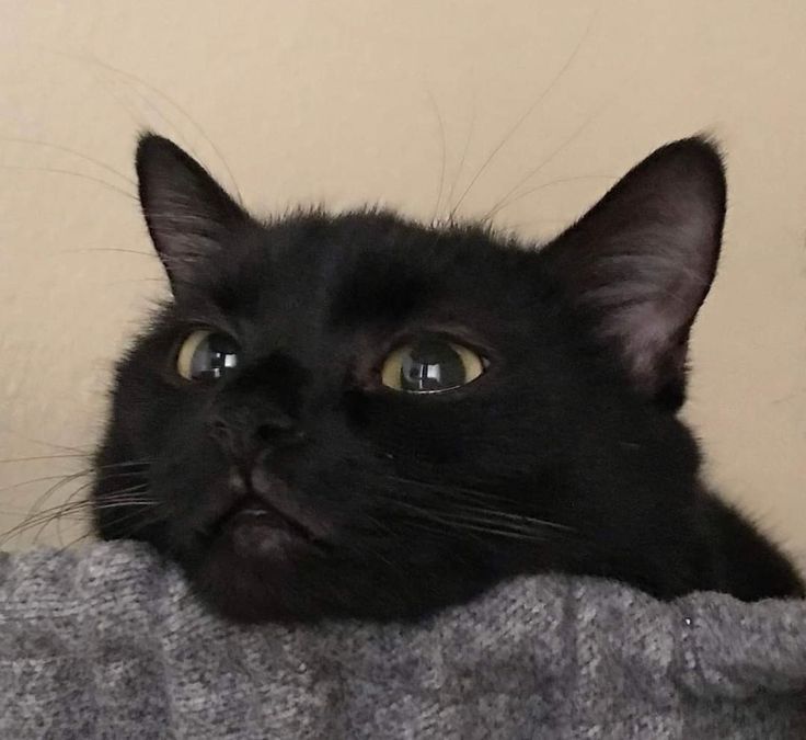 a black cat is peeking over the edge of a blanket with it's eyes wide open