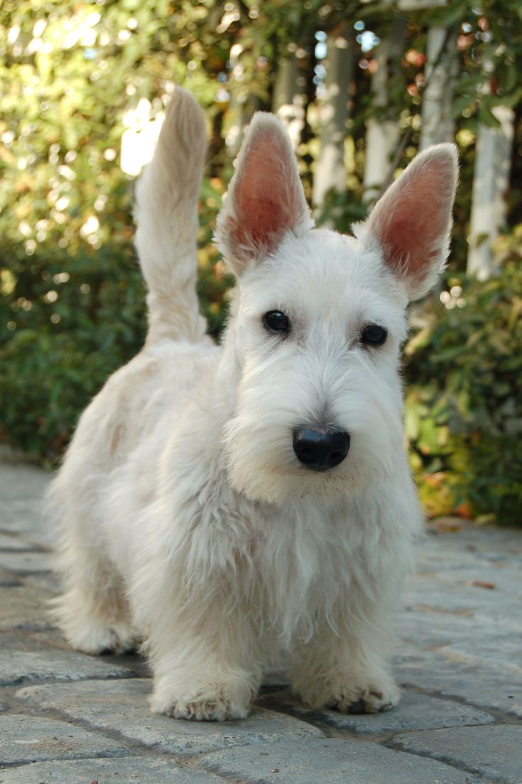 a small white dog standing on top of a brick road next to bushes and trees