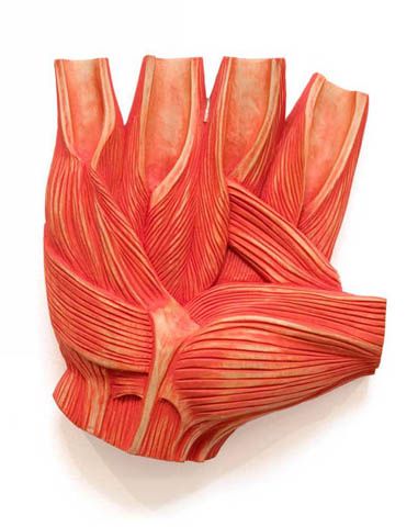 an image of a human hand made out of muscles