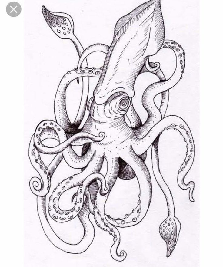 an octopus tattoo design on paper