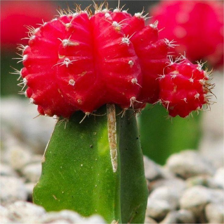 two red cactus plants sitting on top of some white rocks and gravel, with one plant sprouting out from the ground