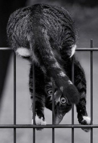 a black and white photo of a cat climbing over a fence with its paws on the bars