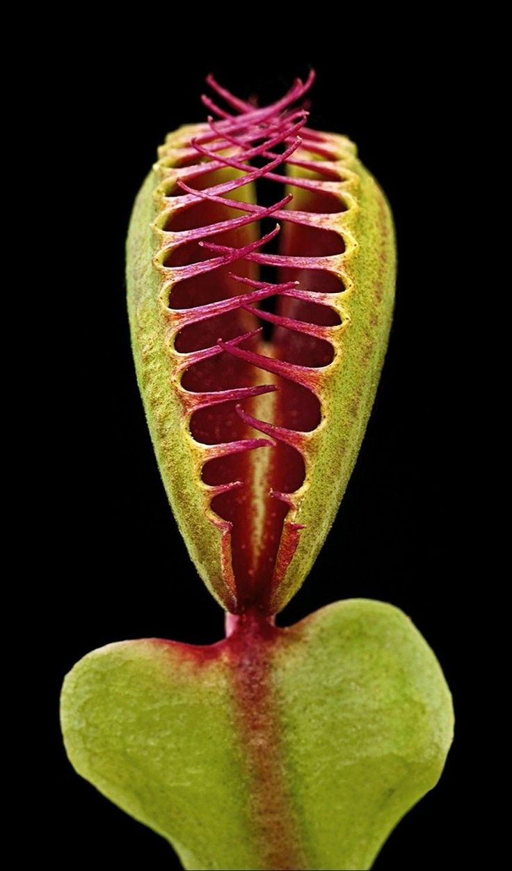 a close up view of a flower with red and green petals on it's end