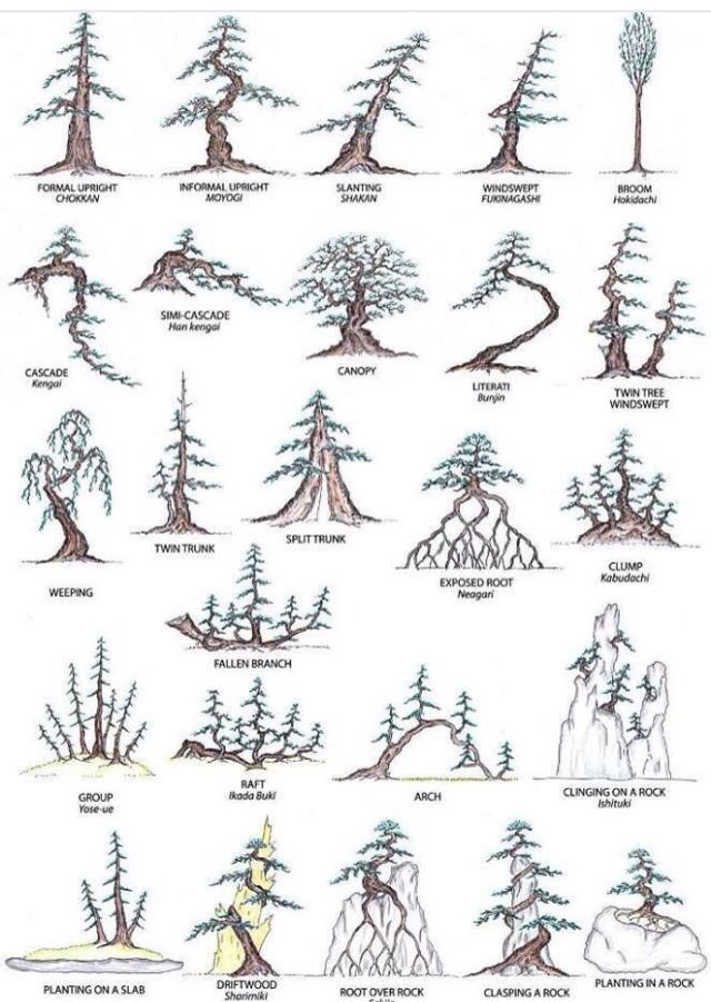 the different types of bonsai trees and how they are used to grow them in