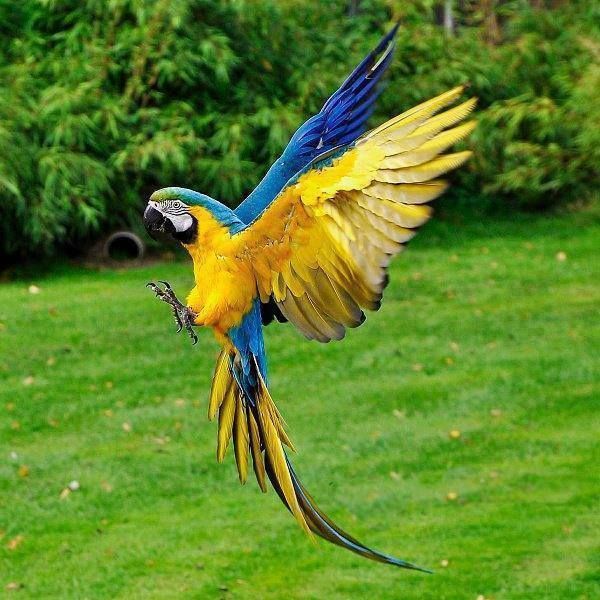 a blue and yellow parrot is flying in the air with it's wings spread