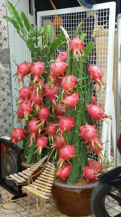 a large potted plant with red flowers in it next to a motor scooter