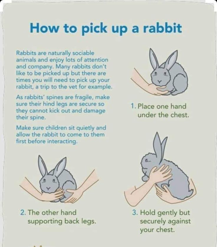 the instructions for how to pick up a rabbit in your life's environment, including rabbits