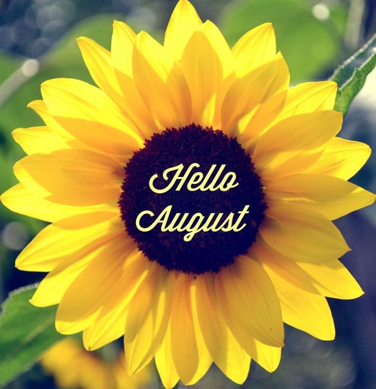 a sunflower with the words hello august written on it