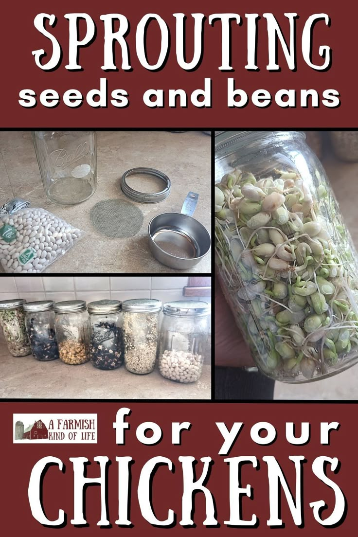 the cover of sprouting seeds and beans for your chickens is shown with pictures of various