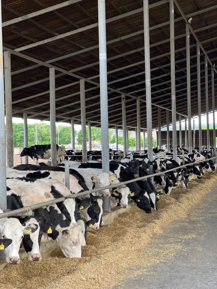 cows are lined up in their stalls to be fed by the people at the farm