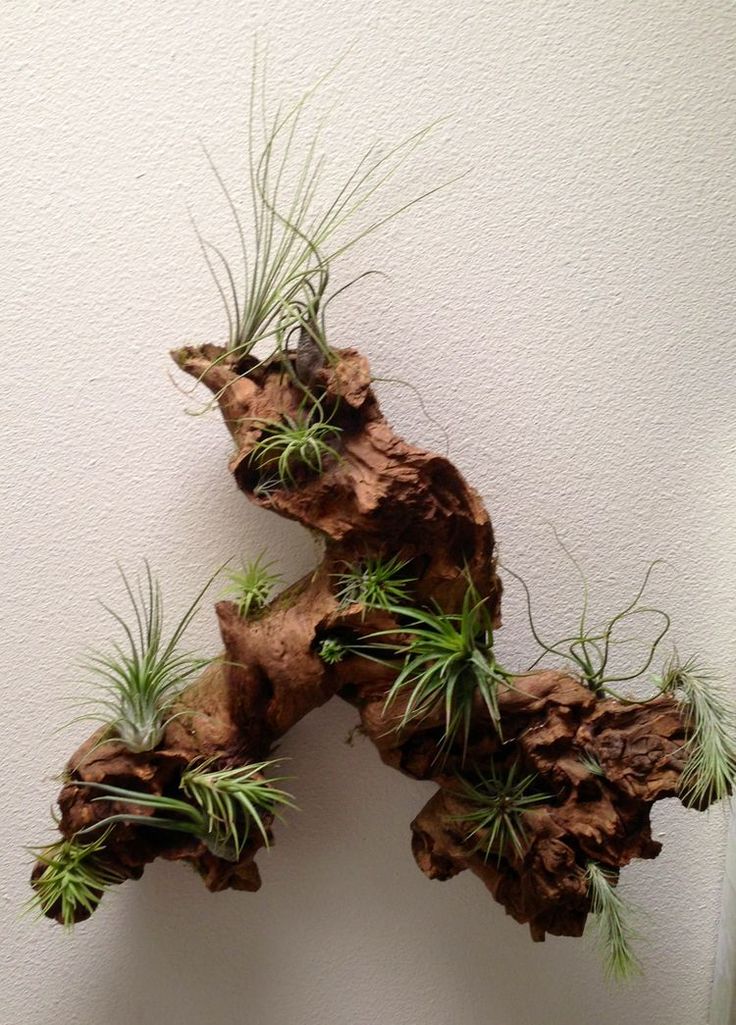 an air plant is growing out of the bark of a tree trunk in front of a white wall