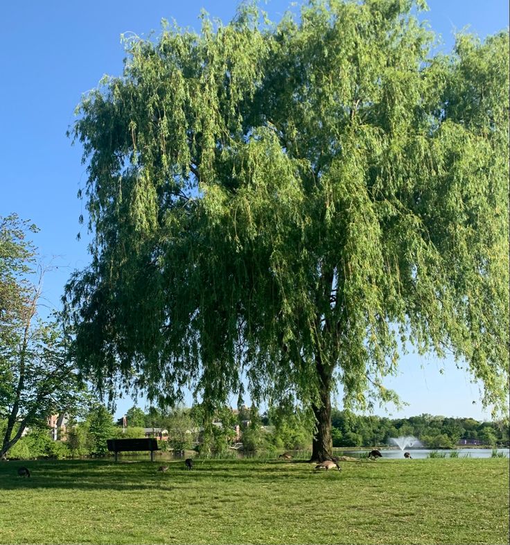 a large green tree sitting on top of a lush green field next to a lake