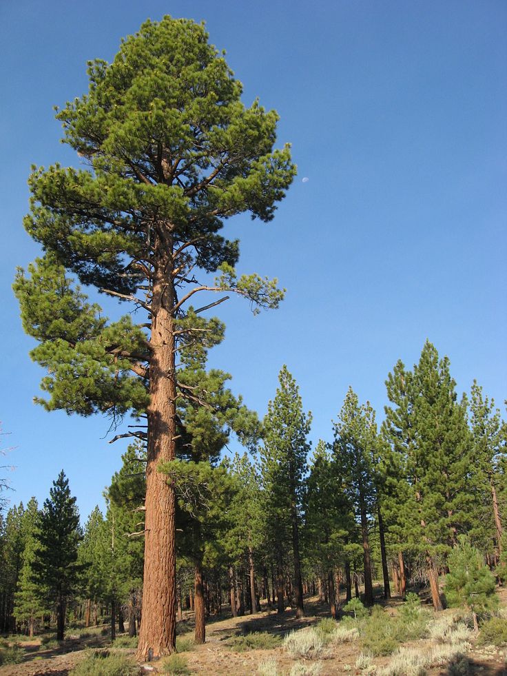 a tall pine tree standing in the middle of a forest