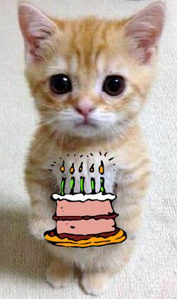 a small kitten sitting on the floor with a birthday cake in front of its face