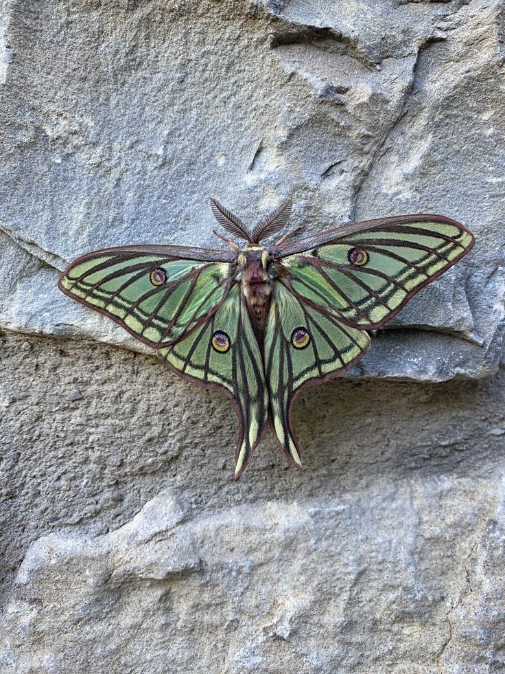 a green and black butterfly sitting on top of a stone wall